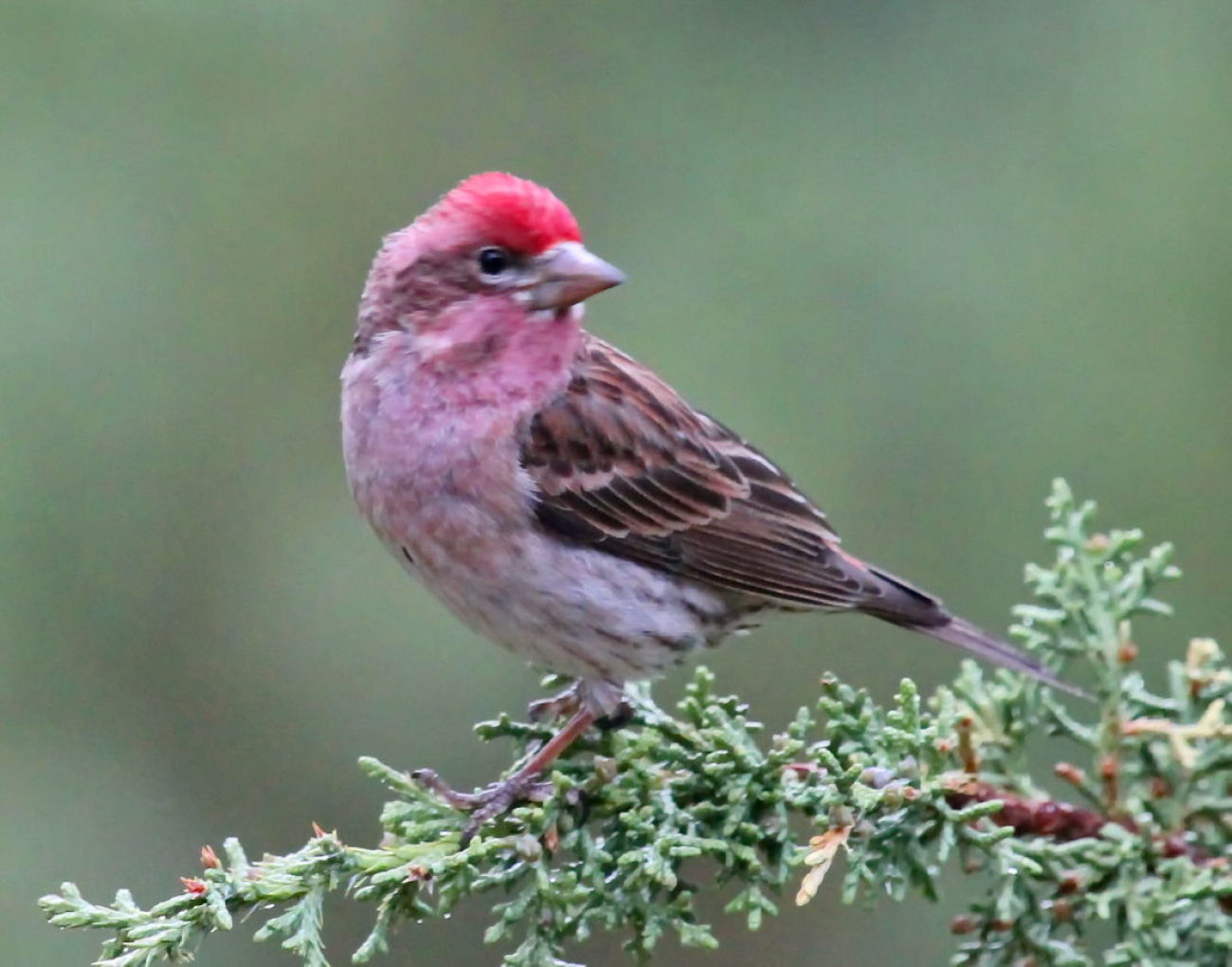 Cassin's Finch